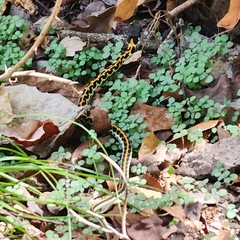 Thamnophis cyrtopsis