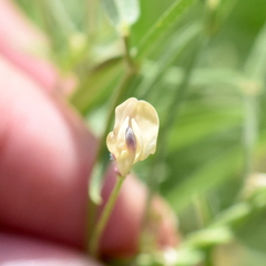 Strophostyles leiosperma