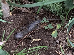 Ambystoma mavortium