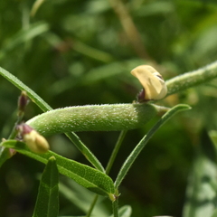 Strophostyles leiosperma