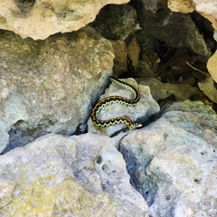 Thamnophis cyrtopsis