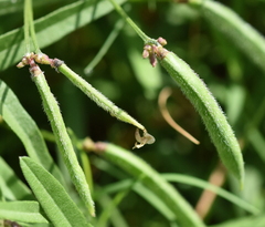 Strophostyles leiosperma