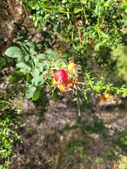 Rosa californica