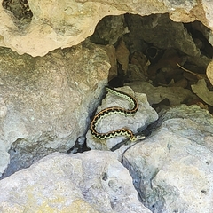 Thamnophis cyrtopsis