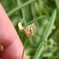 Strophostyles leiosperma