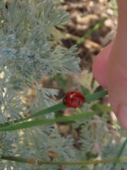Coccinella transversoguttata