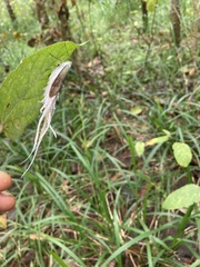 Pterodictya reticularis