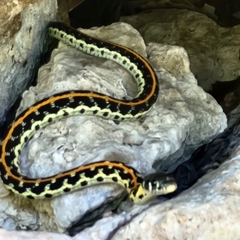 Thamnophis cyrtopsis