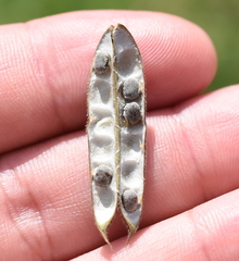 Strophostyles leiosperma