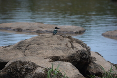Chloroceryle amazona