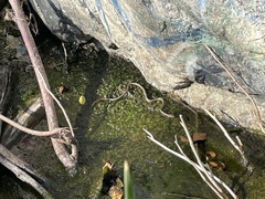 Masticophis lateralis lateralis