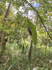 Pterodictya reticularis