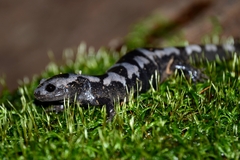 Ambystoma opacum
