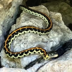 Thamnophis cyrtopsis