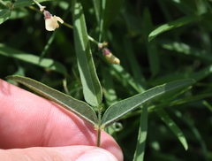 Strophostyles leiosperma