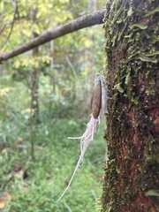 Pterodictya reticularis