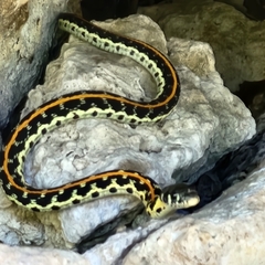 Thamnophis cyrtopsis