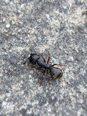 Camponotus