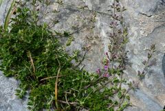 Teucrium divaricatum