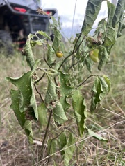 Leptostemonum