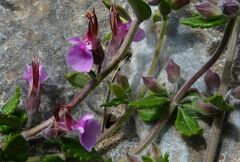 Teucrium divaricatum