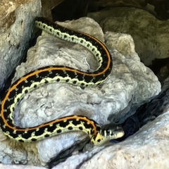 Thamnophis cyrtopsis