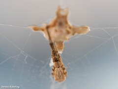 Uloborus