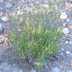 Menodora scabra