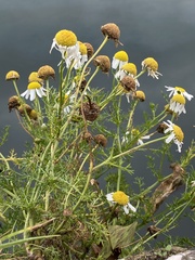 Tripleurospermum maritimum