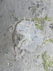 Chrysaora fuscescens