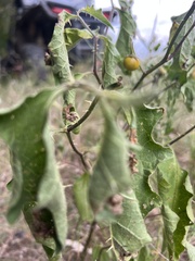 Leptostemonum