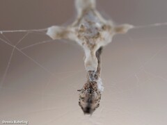 Uloborus