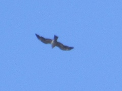 Buteo swainsoni