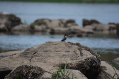 Chloroceryle amazona