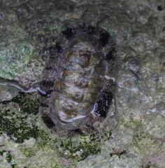 Acanthopleura granulata