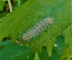 Spilosoma lutea