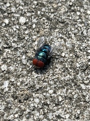 Chrysomya megacephala