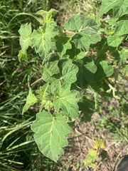 Solanum viarum