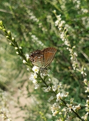 Callophrys gryneus
