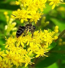 Andrena nubecula