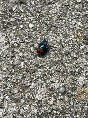 Chrysomya megacephala