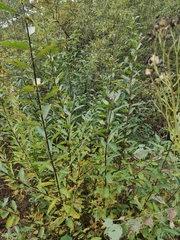 Salix aurita