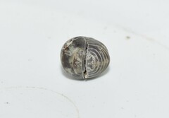 Armadillo officinalis