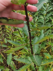 Salix aurita