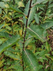 Salix aurita