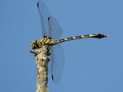 Phyllogomphoides stigmatus