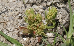 Rumex fueginus