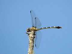 Phyllogomphoides stigmatus