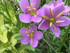 Sabatia