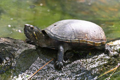 Kinosternon subrubrum hippocrepis